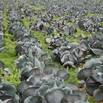 Cabbage Patch in Bridgehampton