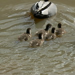 They Take To Water..Like??....Like A Duck To Water!