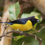 Vivi, Fi-fi-verdadeiro, Vem-vem (Euphonia chlorotica) - Purple-Throated Euphonia 23 05-06-07 087 - 9