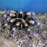 tarantula