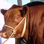RED ANGUS CATTLE ... Bovino Aberdeen Angus colorado ~ Original = (3064 x 2509)