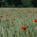 Dancing poppies