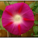 Pink morning glories- from Sudbury in Northern Ontario