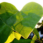 Heart Leaf