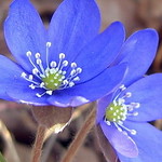 Hepatica