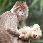Dancing Monkeys