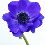 Anemone