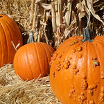 Pumpkin Display 1 of 3