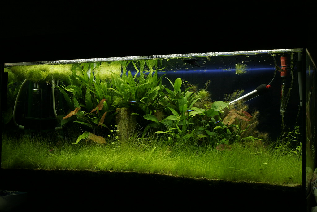 My CO2 Freshwater Planted Aquarium Tropical Fish Keeping Aquarium