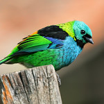 Saira de Sete Cores - Green Headed Tanager (Tangara Seledon)