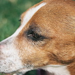 Jack Russell Terrier