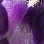 Purple tongue