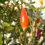 Hot Pepper