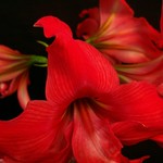 Hippeastrum "FanFare"