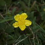 Forgotten Flower #05