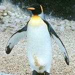 King Penguin