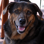 Jessi The Wonder Dog Is A Love Magnet!!