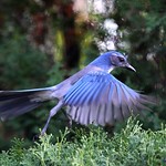 Fly by...or is it a Walk by