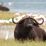 Cape Buffalo