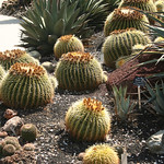 Cacti