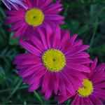 Gerbera Daisies 7