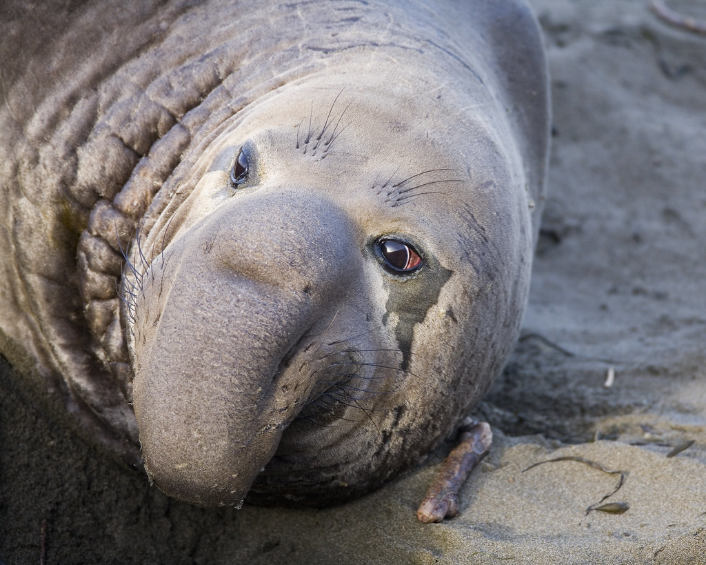 marinemammals ilovebiology2