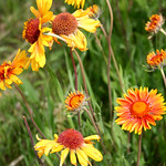 gaillardia