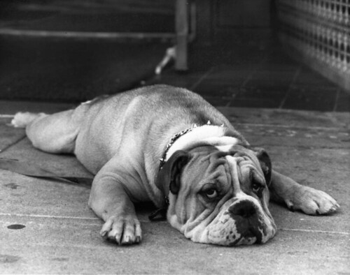 English Bulldog Breed Standard by AKC Breeds of Bulldog