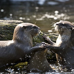 Playful Otters