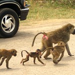 Baboons