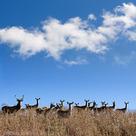 Red Deer Telephoto Vertorama Monday Blues.