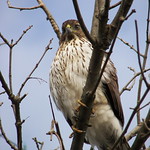 Juvenile Sharp-Shinned Hawk 1