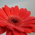 Red flower