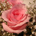 ..they call me the wild rose...