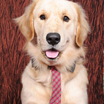 Dog - Golden Retriever IMG_7633