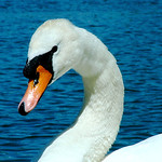 Mute Swan Stare