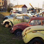 Beetle Graveyard