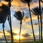 Palm Sunrise