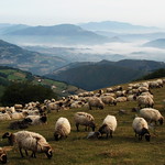 Mountain view with sheep