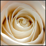 Ivory Rose