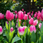 Pink Tulips
