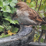 House Sparrow.
