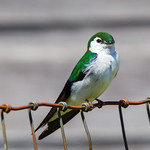 Male Violet-green Swallow