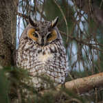 Hibou moyen-duc / Long-Eared Owl [Asio otus]