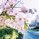The City of Whirling Blossoms