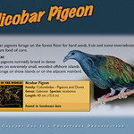 My Nicobar Pigeon Shot at the Calgary Zoo