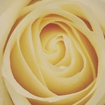 #rose #rosefrommyrose #beauty #soulmate #love #relationship #❤️💜#rosefrommyLove