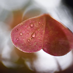 the pink heart of despair