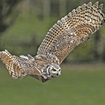 Great horned owl - Bubo virginianus