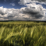 Barley near Itchen Abbas. Hampshire